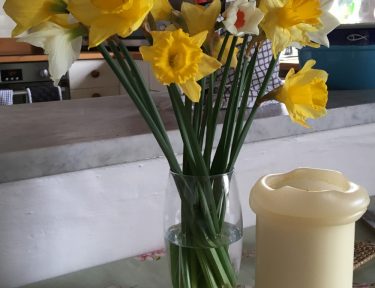 Cornish Daffodils at Molvenny